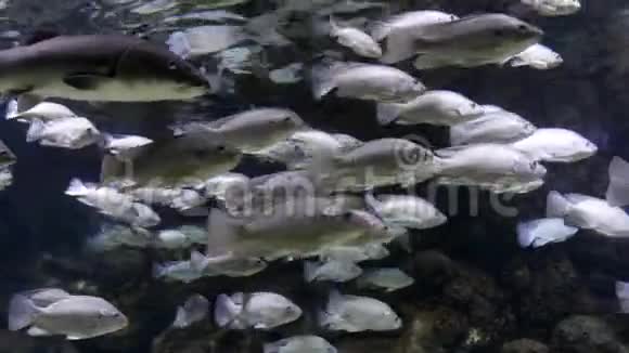 以色列耶路撒冷圣经动物园水族馆的蒂拉皮亚鱼群视频的预览图