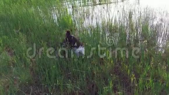 活跃有趣的狗在湖边的水坑里玩肮脏的小狗在满是芦苇的沼泽里翻滚视频的预览图