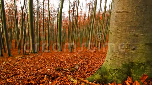 森林在秋天的时间流逝视频的预览图