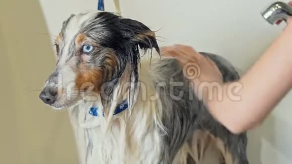 可爱的狗被兽医诊所的专业美容师清洗视频的预览图