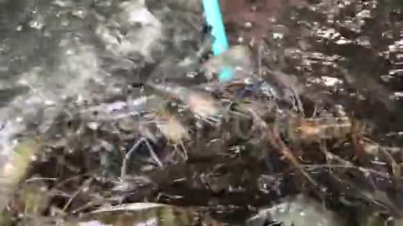 网勺里的虾在水里游来游去巨河虾市场上出售的虾类小龙虾视频的预览图