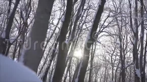 冬天的森林冬季景观视频的预览图