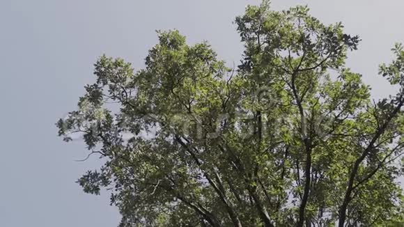 树的顶端对天空绿树的皇冠从下面的树木中看到天空视频的预览图