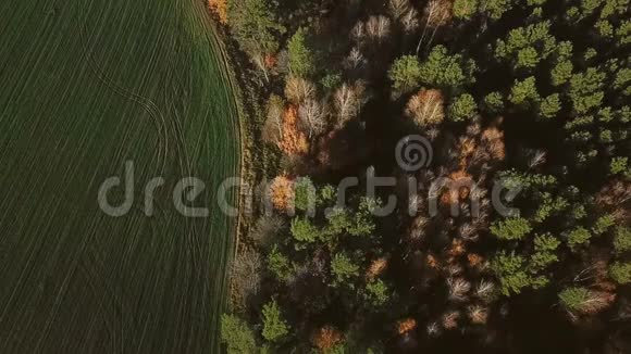 空中摄像机从秋天的森林移动到田野录像片段早晨的阳光美丽的大自然视频的预览图