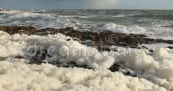 风中的海沫视频的预览图