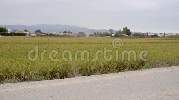 一片成熟的稻田从等待收割的道路上看到背景中有一台收割机视频的预览图