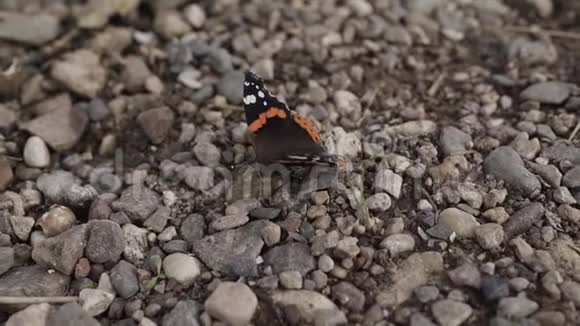 一只小蝴蝶在摇动翅膀的时候在岩石上休息视频的预览图