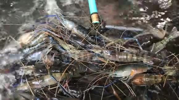 网勺里的虾在水里游泳巨河虾集市市场上新鲜出售的虾视频的预览图