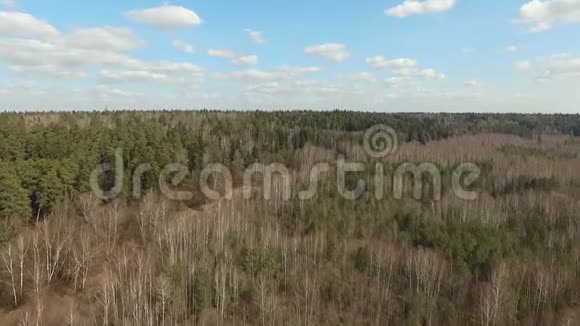 春天的混合森林视频的预览图