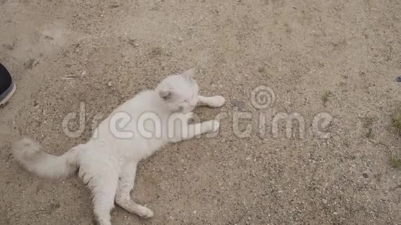白色美丽的猫躺在沙滩上视频的预览图
