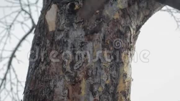 用金属刮刀在一根棍子上将损坏的树皮从树干上刮下来伤口和空洞的治疗视频的预览图