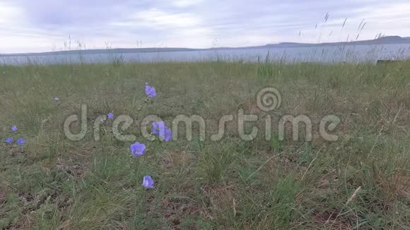 风中摇曳的蓝色草原花朵视频的预览图