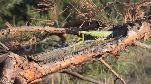 绿色怀孕的雌性螳螂螳螂在棕色的松枝上视频的预览图