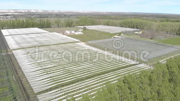 农业生产鸟瞰图山谷里农场上的一排排苹果或梨树视频的预览图