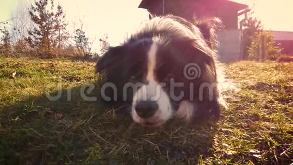 4K视频的一个可爱的狗躺在草地上日落视频的预览图
