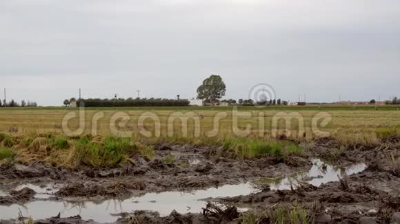 收获湿地稻田泥泞的土地和草地视频的预览图