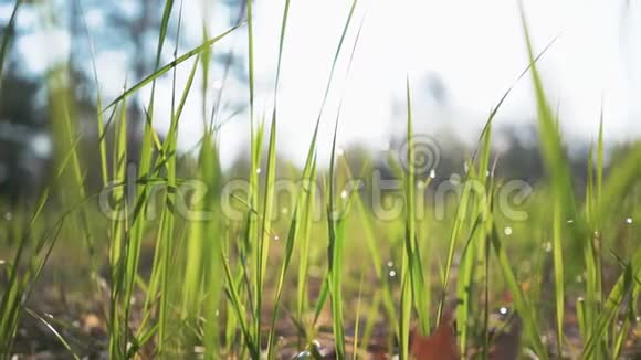 阳光照耀着绿草上的露水美丽的水滴落在绿草上太阳射线视频的预览图
