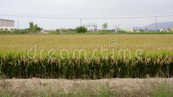 稻田成熟准备收获黄色棕色和绿色视频的预览图