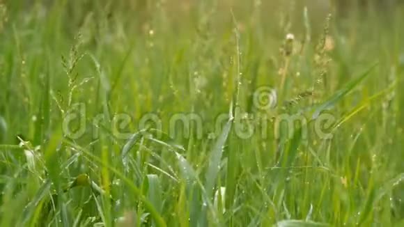 春天或夏天的雨滴滴在绿色的草地上视频的预览图