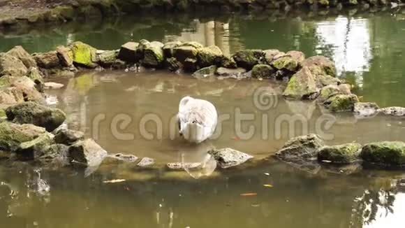 鹅在池塘边游泳视频的预览图