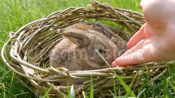 雌性手轻轻地抚摸着一只每周刚出生的小可爱的毛茸茸的小兔子在夏天或在绿草中的柳条篮子里视频的预览图