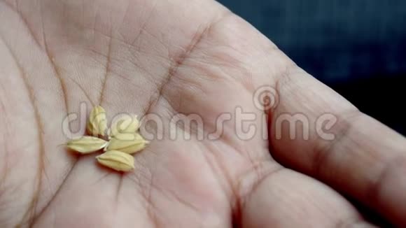 刚刚收获成熟的米粒在手掌上视频的预览图
