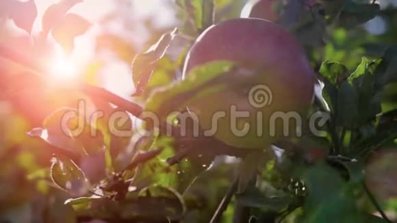 落日余晖下挂在树枝上的熟红苹果视频的预览图