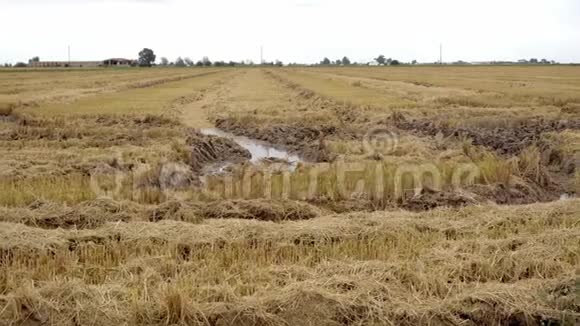 收获的空水稻田有拖拉机和收割机轮胎的明显痕迹视频的预览图