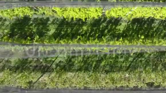 农业生产鸟瞰图山谷里农场上一排排苹果或梨树视频的预览图