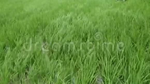 印度的农业发展视频MP4视频的预览图