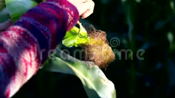 女孩的手从玉米芯的开口纤维中取出叶子视频的预览图
