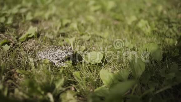 蟾蜍在大自然背景下的草地上摆姿势视频的预览图