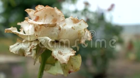 特写一朵腐烂枯萎的花园白玫瑰随风飘摇死花4k4k视频视频的预览图