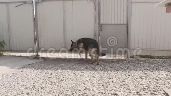 村子里的狗被拴在链子上绑着的狗坐在栅栏旁狗在等主人视频的预览图