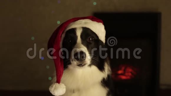 戴着红色圣诞帽的狗边牧羊犬背景壁炉灯光白色视频的预览图
