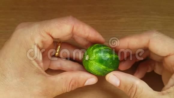 小黄瓜在袖子上但黄瓜与人类手中的小西瓜或地球非常相似视频的预览图