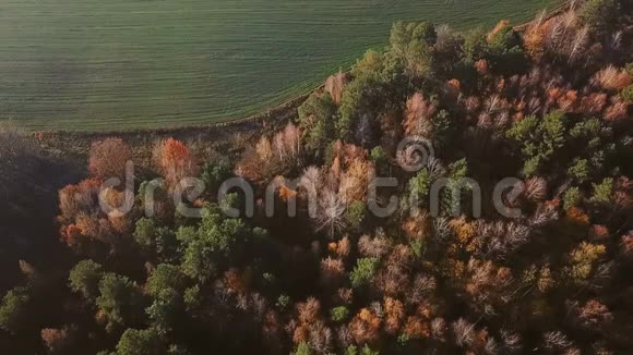 空中摄像机从秋天的森林移动到田野录像片段视频的预览图