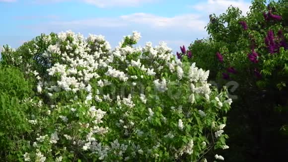 春暖花开的丁香树日光视频的预览图