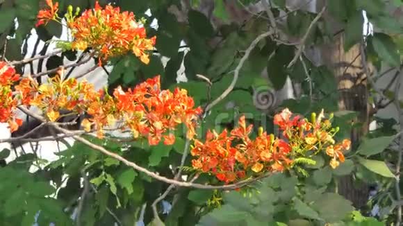 夏季热带雨林中艳丽乔木的红花视频的预览图