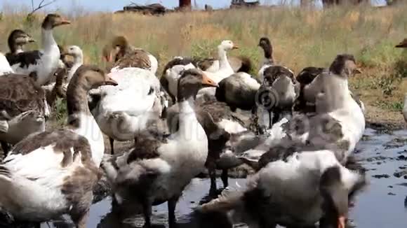 在肮脏的水坑里鸭子视频的预览图