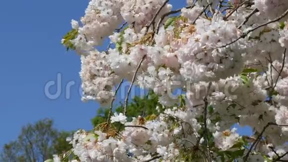 荷兰基肯霍夫公园的一棵浓密开花的樱桃树游客在公园里拍照和散步视频的预览图