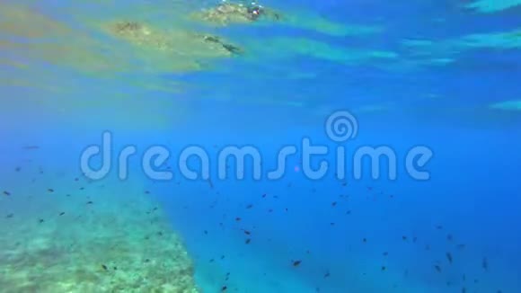 在珊瑚礁上自取灭亡视频的预览图
