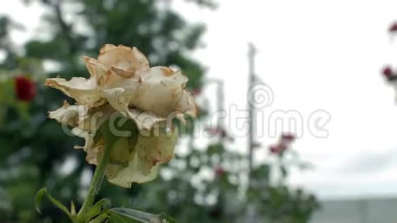 特写一朵腐烂枯萎的花园白玫瑰随风飘摇死花4k4k视频视频的预览图