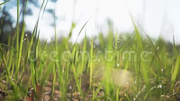 阳光照耀着绿草上的露水美丽的水滴落在绿草上太阳射线视频的预览图
