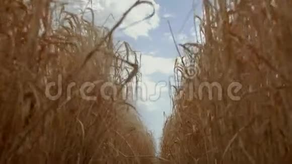 麦田映衬着一片蓝天底景小麦和黑麦的熟小穗麦田之间的路径4k4k视频视频的预览图