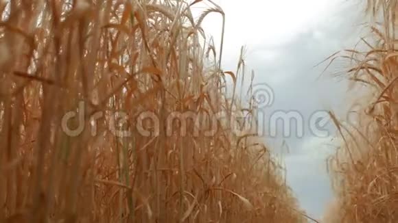 黄大麦植物在麦田里逆着天空和云彩底部视图4k4k视频视频的预览图