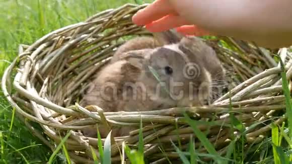 雌性手轻轻地抚摸着一只每周刚出生的小可爱的毛茸茸的小兔子在夏天或在绿草中的柳条篮子里视频的预览图