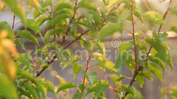 盲目的或蘑菇雨和太阳在树枝和树叶上的杏树近景夏季或春季的暖雨视频的预览图