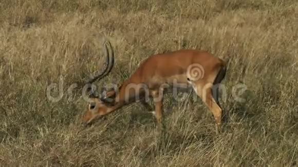 马塞马拉国家狩猎保护区内的黑斑羚放牧视频的预览图