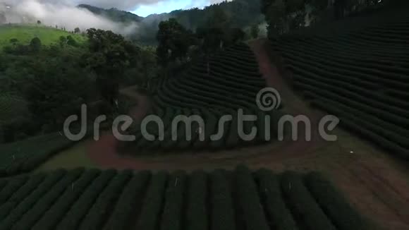 泰国清莱多美沙龙茶园Drone拍摄视频的预览图